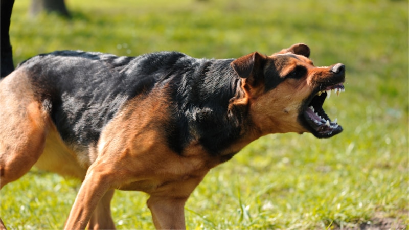 dog who caused dog bite lawsuit